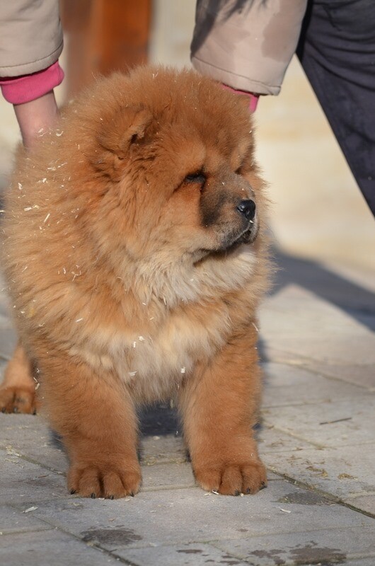 chow chow for sale gumtree